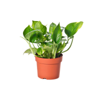 Эпипремнум золотистый купить