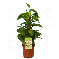 Эпипремнум mosstok купить