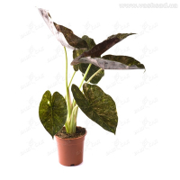 Алоказия Calidora купить