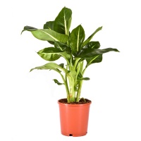 Диффенбахия 