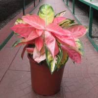 Аглаонема (Aglaonema ) купить
