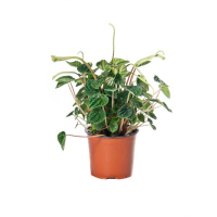 Пеперомія Ліліан купить