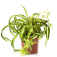 Хлорофитум (Comosum varigatum) купить