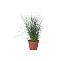 Джункус купить