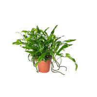 Мікросорум купить