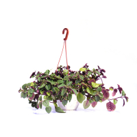 Плектрантус купить