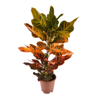 Кротон ( Croton variegatum Excellent) купить