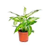 Диффенбахия Компакта купить