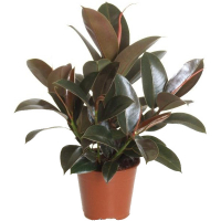 Фікус еластика Мелані купить