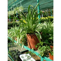 Хлорофітум купить