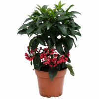 Ардизия крената купить