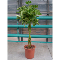 Шеффлера древовидная Голд Капелла купить