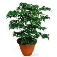 Радермахера китайская купить