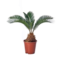 Цикас Революта купить