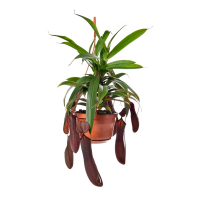 Непентес (мухолівка) купить