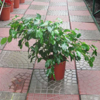 Фікус бенджаміну Фентезі купить