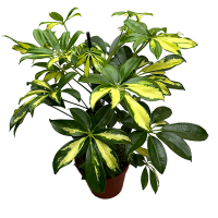 Шеффлера деревоподібна Герда купить