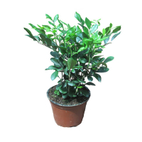 Мурайя метельчатая купить