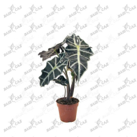 Алоказія Polly купить