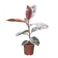 Фікус еластика Балі купить