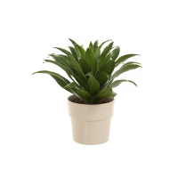 Драцена компакту купить