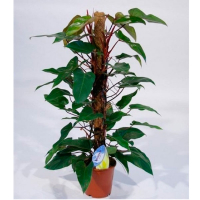 Філодендрон Red Emerald купить