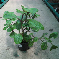 Плектрантус купить