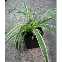 Хлорофітум купить