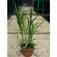 Традесканция купить