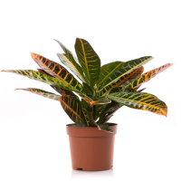 Кротон Петра купить