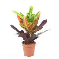 Кротон Excellent купить