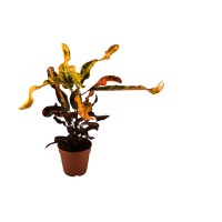 Кротон Маммі купить