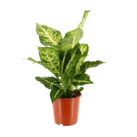 Діффенбахія мiкс купить