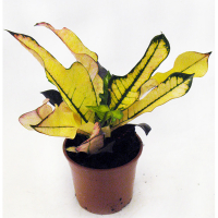 Кротон (Codiaeum) Wilma купить