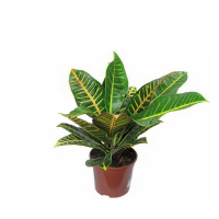 Кротон мікс купить