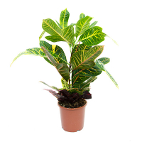 Кротон экселент купить