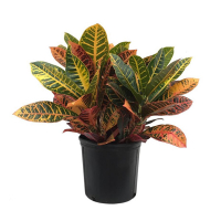 Кротон микс купить