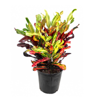 Кротон Маммі купить