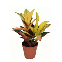 Кротон Экселент купить