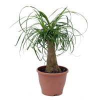 Ноліна (Beaucarnea) купить