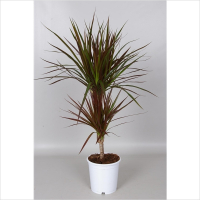 Драцена маргината Magenta 30-10 купить