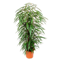 Фікус Біннедіка Alii купить