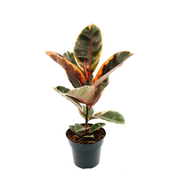 Фикус эластика Белиз купить