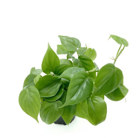 Філодендрон Scandens купить