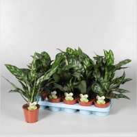 Аглаонема Мария купить