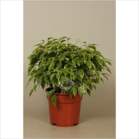 Фикус бенджамина Bushy King купить