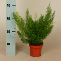 Аспарагус (Meyers) купить