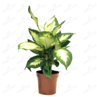 Диффенбахия Камилла купить