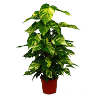 Эпипремнум (сциндапсус) Мосток купить