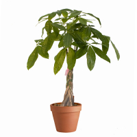 Пахіра акватика (водна) купить